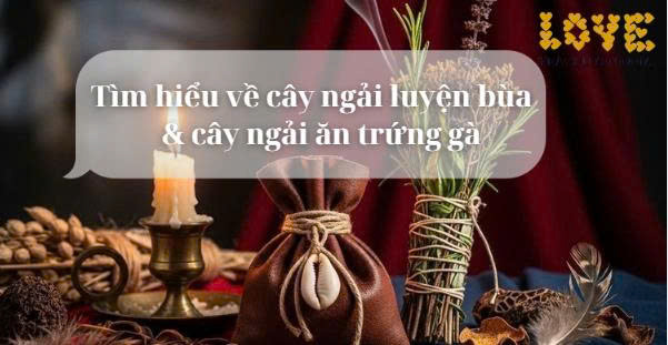 Tìm hiểu về cây ngải luyện bùa và cây ngải ăn trứng gà (Cập nhật mới nhất)